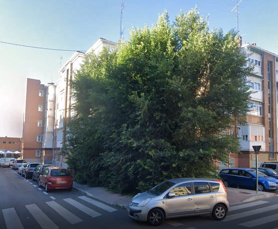 Ramas de árbol interfiriendo con la fachada de un edificio