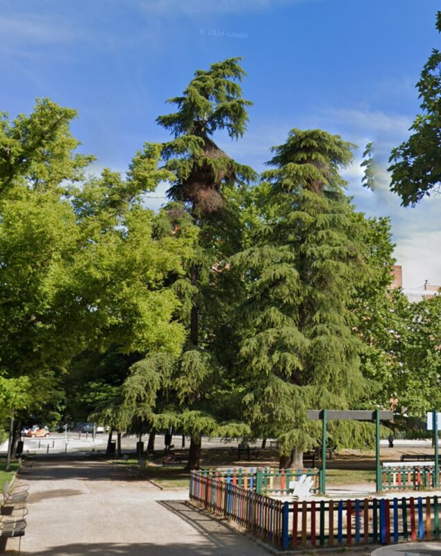 Nido de cotorra invasora detectado en la copa de un árbol